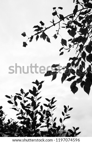 Similar – Image, Stock Photo Trees reflected in mud puddle