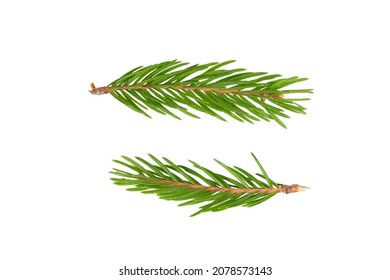 Two branches of spruce isolated on white background