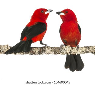 two Brazilian Tanager perched on a branch - Ramphocelus bresilius - isolated on white