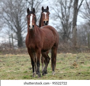 Breton Horse Images Stock Photos Vectors Shutterstock