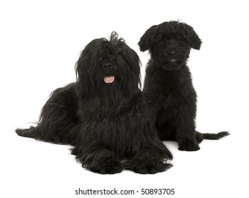 Two Briard dogs, 2 years old and 13 weeks old, sitting in front of white background