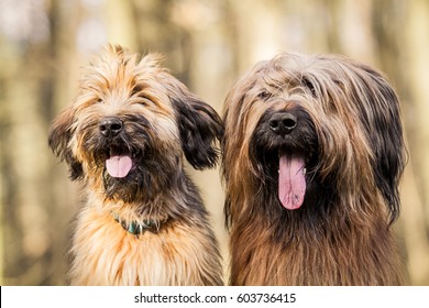 Two briard dogs head profile
