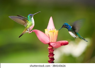 Two  bright blue and green hummingbirds, White-necked Jacobin,Florisuga mellivora and Andean emerald, Amazilia franciae, feeding from banana flower with raindrops, against abstract green background.
