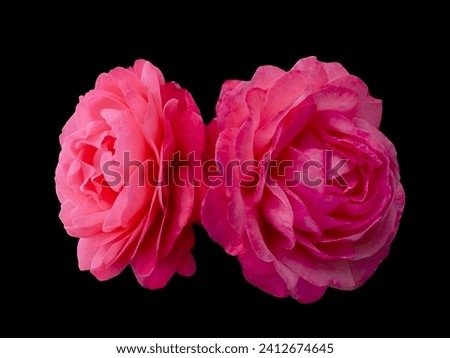 Two bright pink roses on transparent background. Detail for creating a collage