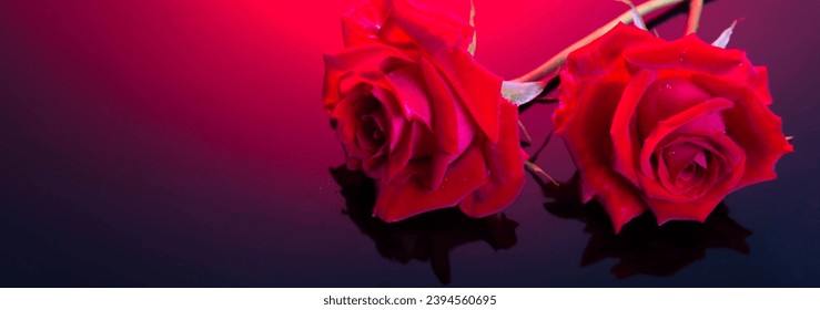 Two bright red roses, a symbol of love on a dramatic black and red background. - Shutterstock ID 2394560695