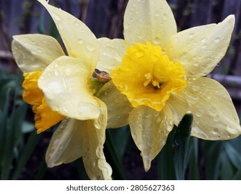 two bright spring daffodils with fresh rain drops on delicate petals and flower crown grow on a flowerbed under open sky on a cloudy day