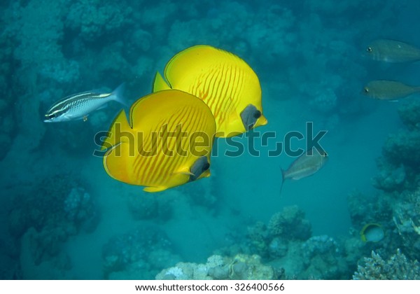 Download Two Bright Yellow Mask Butterfly Fish Stock Photo Edit Now 326400566 PSD Mockup Templates