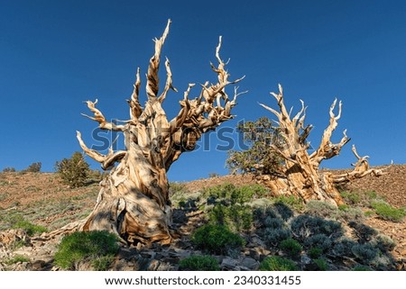 two Bristlecone pine trees at the Ancient Bristlecone Pine Forest high up in the White mountains, Eastern Sierra, California. thse trees are the oldest living trees on the planet