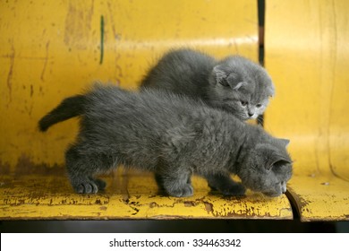 two British kittens