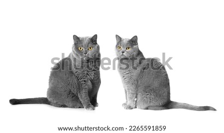 Two British Shorthair cats of blue color male and female sit on a white background together and look attentively into the camera with large orange eyes. Pedigree cats Scottish and British on isolation