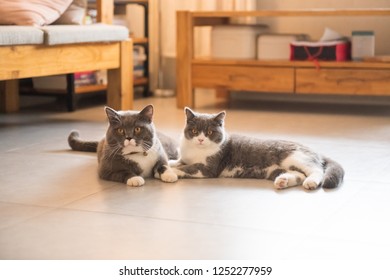 Flooring With Pets Images Stock Photos Vectors Shutterstock