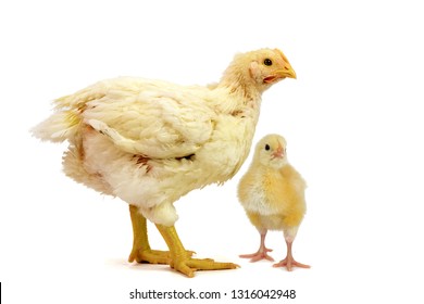 Two Broiler chicken 2 days and 21 days old isolated on white.