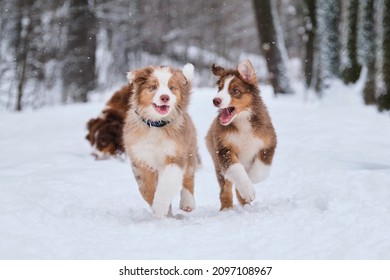 Two brothers of Australian Shepherd puppy red Merle and tricolor are having fun in winter park. Aussie puppies run in snow and smile. Shepherd kennel on walk.