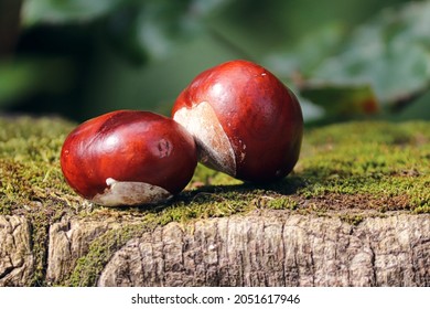 Two Brouwn Chestnuts In Autumn