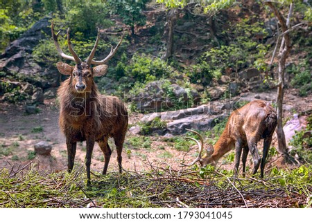  Two Brow Antler Deers , Eld's Deers,  Cervus Eldi  in natural background of a zoo from Assam, North East, India