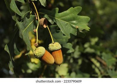 Two brown acorns with green caps. Two oaknuts with green cup-shaped cupules. Acorns on stalks. Green and colorful leaves blurred in the background. Autumn foilage with oak seeds in the front. Sunlight