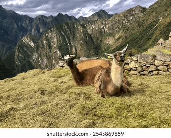 Two brown alpacas resting in the grass of Machu Pichu, Peru with the Andean mountain backdrop  - Powered by Shutterstock