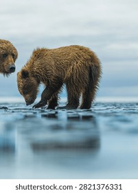 Two brown bear cubs walking on a wet coastal beach during a cloudy day in the wilderness.