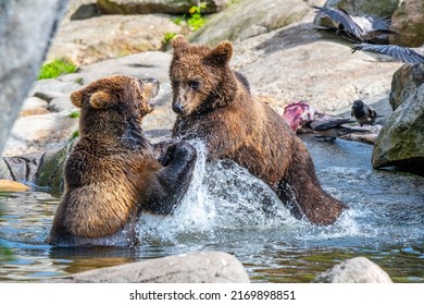 Fighting brown bears Images, Stock Photos & Vectors | Shutterstock