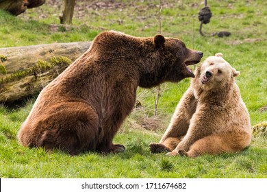 Two Brown Bears Play Together