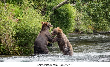 Two brown bears playing with each other in the water. USA. Alaska. Katmai National Park. An excellent illustration.