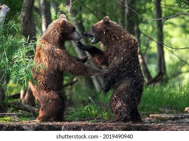 Two brown bears, standing on hind legs, fight in the summer forest. Kamchatka brown bear, Ursus Arctos Piscator. Natural habitat. Kamchatka, Russia - Powered by Shutterstock