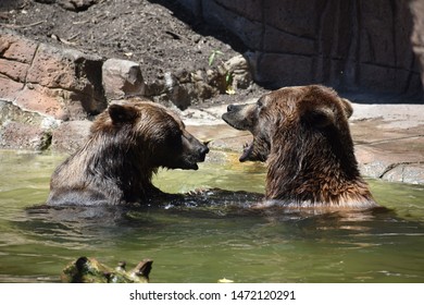 Two Brown Bears Talking At The Indianapolis Zoo