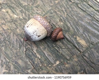 Two Brown Chestnuts