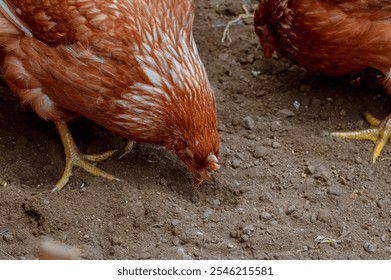 Two brown chickens are pecking at the ground, searching for food. The image captures the detailed texture of their feathers and the earthy soil. - Powered by Shutterstock