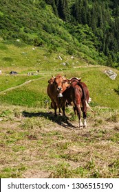 Two brown cows standing at the opposite direction staring peacefully in the meadows of Tour De Mont Blanc. - Shutterstock ID 1306515190
