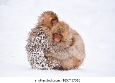 Two Brown Cute Baby Snow Monkeys Hugging And And Sheltering Each Other From The Cold Snow With Ice In Their Fur In Winter. Wild Animals Showing Love And Protection During Difficult Times In Nature.