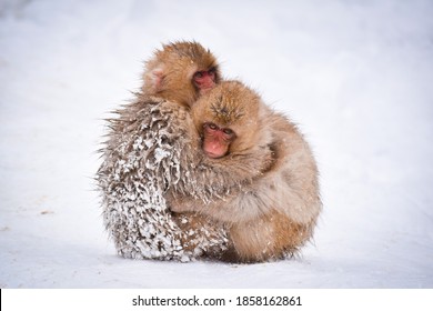 Two Brown Cute Baby Snow Monkeys Hugging And And Sheltering Each Other From The Cold Snow With Ice In Their Fur In Winter. Wild Animals Showing Love And Protection During Difficult Times In Nature.