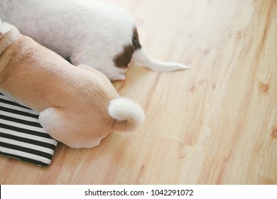 Two brown dog tails