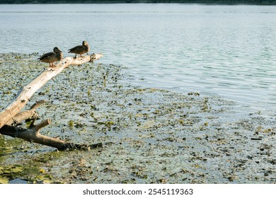 Two brown ducks resting on a dry log over a calm river with green vegetation floating on the water's surface. Peaceful, natural scene on a sunny day in early autumn. - Powered by Shutterstock