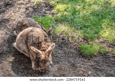 Two brown fluffy rabbits in the Zoo park Mercur in Budva, Montenegro. Cute animals jump on the lawn with black soil and green grass in the garden - top view. Background with copy space [[stock_photo]] © 