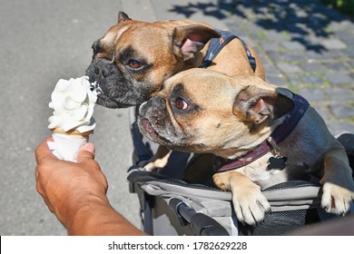Two brown French Bulldog dogs eating soft icea cream in cone in summer