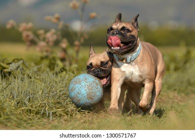 Two Brown French Bulldogs Having Fun And  Playing With A Big Muddy Blue Ball Dog Toy Surrounded By Green Fields