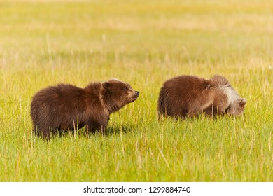 Two brown grizzly bear cubs are walking in the grass searching for food - Shutterstock ID 1299884740