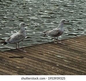 Two Brown Gulls Side By Side On A Wooden Platform At The River Dee, Chester During A Sunny Spring Day