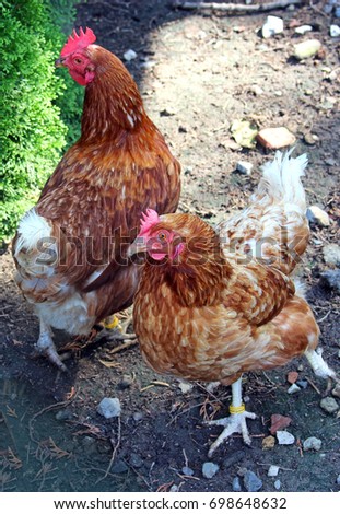 Similar – Image, Stock Photo Chickens on meadow. Meat