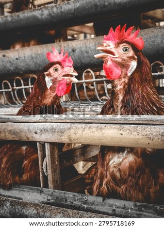 Two brown hens are pictured side-by-side inside their wooden enclosure, both with their mouths wide open as if clucking or panting. The photo uses a selective color effect where the background is desaturated, emphasizing the warm brown tones of the feathers and the vibrant red of their combs.