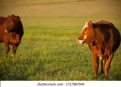 Two Brown Hereford Steers In Lush Green Pasture Field On Beef Cattle Farm