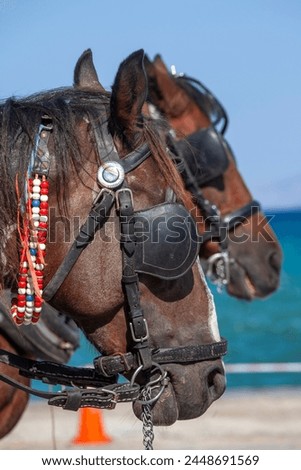 Two brown horses with bridles, reins and blinkers. These are horses that carry touristic carriages, in Spetses island, Argosaronic gulf, Attica region, Greece, Europe. 