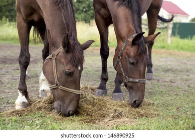 Royalty Free Horse Feeders Stock Images Photos Vectors