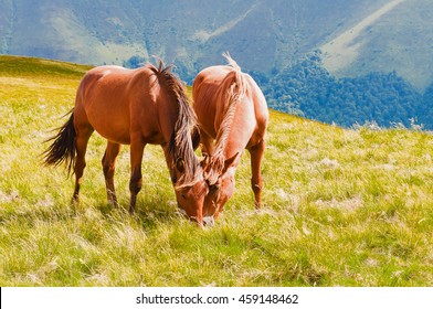 Two brown horses grazing on mountain pasture in Carpathians