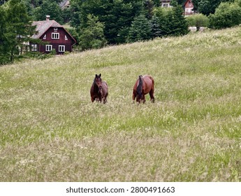 Two brown horses grazing in a tall grassy meadow on a sloping hillside with wildflowers, framed by dense green trees and traditional wooden cottages in the