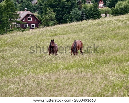 Two brown horses grazing in a tall grassy meadow on a sloping hillside with wildflowers, framed by dense green trees and traditional wooden cottages in the