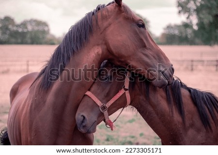 Two brown horses hugging in the stable