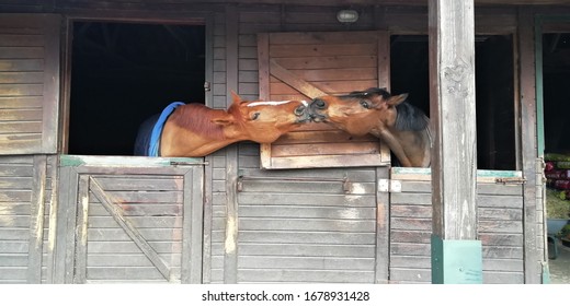 Two brown horses kissing in adjacent boxes.