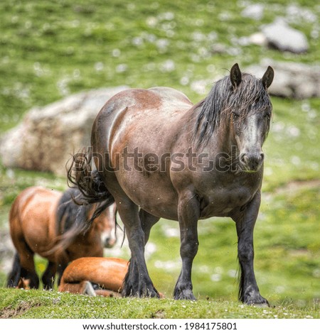 Similar – Image, Stock Photo Brown horse walking on a green field in cloudy weather